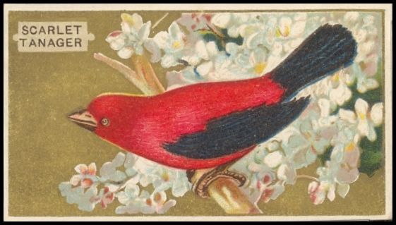 41 Scarlet Tanager